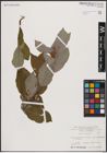 Foto von Salix caprea L.